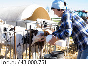 Woman care feeds two week old calf from bottle with dummy. Стоковое фото, фотограф Татьяна Яцевич / Фотобанк Лори