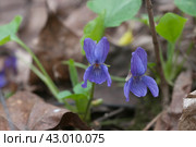 Viola palustris (marsh violet) flowers, close up shot. Стоковое фото, фотограф Александр Курлович / Фотобанк Лори
