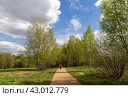 Молодой мужчина в спортивной форме бежит по лесной дорожке (2024 год). Редакционное фото, фотограф Андрей Иванов / Фотобанк Лори