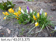 Crocus, crocuses or croci is a genus of seasonal flowering plants in the family Iridaceae iris family comprising about 100 species of perennials growing from corms. Yellow, orange or purple flowers. Стоковое фото, фотограф Юлия Петровская / Фотобанк Лори