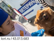 Ветеринар осматривает собаку на Цветном бульваре в центре города Москвы, Россия (2024 год). Редакционное фото, фотограф Николай Винокуров / Фотобанк Лори