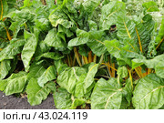 Мангольд с желтыми черешками (желтый мангольд) Стоковое фото, фотограф Юлия Сергеевна Купина / Фотобанк Лори
