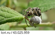 Паук крестовик угловатый (Araneus angulatus) опутывает добычу паутиной, макросъемка. Стоковое видео, видеограф Mixail59 / Фотобанк Лори