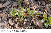 Южный Урал, побеги крапивы двудомной (Urtica dioica) ранней весной в лесу. Southern Urals, shoots of common nettle (Urtica dioica) in early spring in the forest. Стоковое фото, фотограф Евгений Романов / Фотобанк Лори
