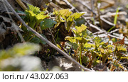 Южный Урал, побеги крапивы двудомной (Urtica dioica) ранней весной в лесу. Southern Urals, shoots of common nettle (Urtica dioica) in early spring in the forest. Стоковое фото, фотограф Евгений Романов / Фотобанк Лори