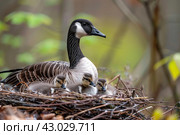 Goose sitting in a nest and hatching eggs and a gosling under it. wildlife life and environment concept. Стоковое AI-изображение, AI-художник Ирина Михайличенко / Фотобанк Лори