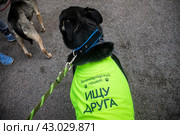 Собака из приюта во время проведения образовательного спецпроекта "Четвероногий друг" в рамках фестиваля "Пасхальный дар" на Цветном бульваре в центр города Москвы, Россия (2024 год). Редакционное фото, фотограф Николай Винокуров / Фотобанк Лори