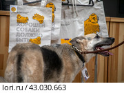 Волонтер с собакой из приюта на благотворительной ярмарке во время проведения образовательного спецпроекта "Четвероногий друг" в рамках фестиваля "Пасхальный дар" на Цветном бульваре в центре города Москвы, Россия (2024 год). Редакционное фото, фотограф Николай Винокуров / Фотобанк Лори