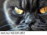 Spiteful Angry cat. Generate Ai. Стоковое AI-изображение, AI-художник Иван Рябоконь / Фотобанк Лори