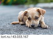 Malnourished Abused dog alone abandoned on street. Generate ai. Стоковое AI-изображение, AI-художник Иван Рябоконь / Фотобанк Лори