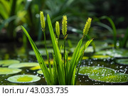 Flexible Aquatic plant vallisneria. Generate AI. Стоковое AI-изображение, AI-художник Иван Рябоконь / Фотобанк Лори