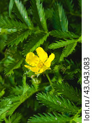 Potentilla anserina, Silverweed. Стоковое фото, фотограф Любовь Назарова / Фотобанк Лори