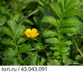 Potentilla anserina, Silverweed. Стоковое фото, фотограф Любовь Назарова / Фотобанк Лори