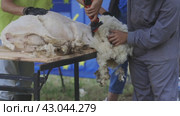 A man is cutting the wool off of a sheep. Стоковое видео, видеограф Константин Шишкин / Фотобанк Лори