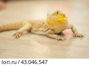 Agama is a genus of lizards from the agamidae family that lives in Africa. Стоковое фото, фотограф Evgenii Predibailo / Фотобанк Лори