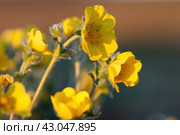 Лапчатка (Potentilla). Желтые цветы крупным планом. Красивые цветущие полевые цветы тундры. Растения, произрастающие в Арктике. Северная флора. Чукотка, Россия. Малая глубина резкости. Размытый фон. Стоковое фото, фотограф Андрей Степанов / Фотобанк Лори