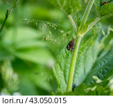 Tree hopper Centrotus cornutus. Стоковое фото, фотограф Любовь Назарова / Фотобанк Лори