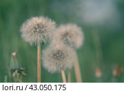 Одуванчики. Стоковое фото, фотограф Наталья Макарова / Фотобанк Лори