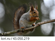Рыжая белка крупным планом. Стоковое фото, фотограф Natalia Sidorova / Фотобанк Лори