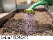 An elderly woman's hands are holding a watering can. The farmer waters the garden with solutions of potassium permanganate from diseases and pests before planting seedlings in the ground. Close-up. The concept of spring planting of vegetables and agriculture. Стоковое фото, фотограф Photojuli / Фотобанк Лори