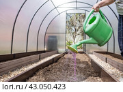 An elderly woman's hands are holding a watering can. The farmer waters the garden with solutions of potassium permanganate from diseases and pests before planting seedlings in the ground. Close-up. The concept of spring planting of vegetables and agriculture. Стоковое фото, фотограф Photojuli / Фотобанк Лори