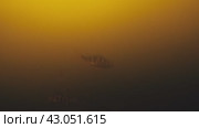 Окунь под лункой. Стоковое видео, видеограф Александра  Ястребова / Фотобанк Лори