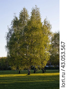 Green birch tree in spring park. Стоковое фото, фотограф Константин Григорьев / Фотобанк Лори