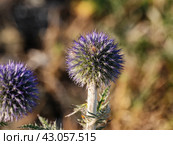 Южный Урал, цветущий мордовник обыкновенный (Echinops ritro) в горах. Southern Urals, blooming southern globethistle (Echinops ritro) in the mountains. Стоковое фото, фотограф Евгений Романов / Фотобанк Лори