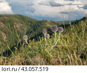 Южный Урал, цветущий мордовник обыкновенный (Echinops ritro) в горах. Southern Urals, blooming southern globethistle (Echinops ritro) in the mountains. Стоковое фото, фотограф Евгений Романов / Фотобанк Лори