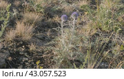 Южный Урал, цветущий мордовник обыкновенный (Echinops ritro) в горах. Southern Urals, blooming southern globethistle (Echinops ritro) in the mountains. Стоковое видео, видеограф Евгений Романов / Фотобанк Лори