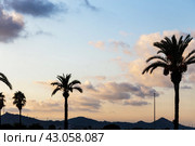 Силуэты стройных пальм, на фоне живописного закатного неба.  Silhouettes of slender palms against the backdrop of a picturesque evening sky with clouds illuminated by the setting sun. Стоковое фото, фотограф Лариса Гордеева / Фотобанк Лори