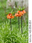 Fritillaria Imperialis rubra Maxima - bulbous flower blooming in early spring. Стоковое фото, фотограф Володина Ольга / Фотобанк Лори