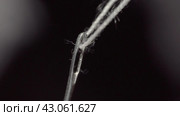Человек вдевает белую нитку в ушко иглы. Man threads a white thread into the eye of a needle. Macro shot. Стоковое видео, видеограф EStarodubov / Фотобанк Лори
