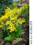 Многолетний садовый цветок примула (Primula veris) с желтыми лепестками крупным планом. Цветочный красивый фон с растениями, макрос, выборочный фокус. Стоковое фото, фотограф Дорощенко Элла / Фотобанк Лори