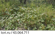 Южный Урал, белокопытник гладкий (Petasites radiatus) на берегу реки. Southern Urals, Petasites radiatus on the river bank. Стоковое видео, видеограф Евгений Романов / Фотобанк Лори