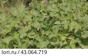 Южный Урал, белокопытник гладкий (Petasites radiatus) на берегу реки. Southern Urals, Petasites radiatus on the river bank. Стоковое видео, видеограф Евгений Романов / Фотобанк Лори