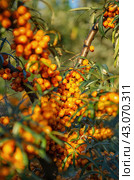Средний Урал, плоды облепихи (Hippophae rhamnoides). The Middle Urals, sea buckthorn (Hippophae rhamnoides) fruits. Стоковое фото, фотограф Евгений Романов / Фотобанк Лори