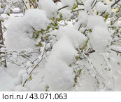 Майский снегопад и возвратные заморозки на Урале (2024 год). Стоковое фото, фотограф Сергей Елизарьев / Фотобанк Лори