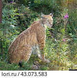 Northern lynx (Lynx lynx lynx), medium-sized subspecies of Eurasian lynx (Lynx lynx), in summer. Стоковое фото, фотограф Валерия Попова / Фотобанк Лори