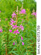 Fireweed (Rosebay Willowherb, Epilobium angustifolium) early in morning. Стоковое фото, фотограф Валерия Попова / Фотобанк Лори