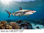 Blacktip ocean shark swimming in tropical underwaters. Sharks in underwater world. Observation of animal world. Scuba diving adventure in South Africa coast of RSA. Стоковое AI-изображение, AI-художник Aleksandr Golubev / Фотобанк Лори