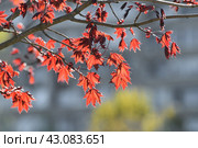 Acer platanoides is a Norway Maple Royal red. Young spring leaves in backlight. Стоковое фото, фотограф Володина Ольга / Фотобанк Лори