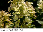 Huge petals of the delicate green color of the flowers of the paniculate hydrangea of the Pastel Green variety in the garden close-up. Стоковое фото, фотограф Ольга Сейфутдинова / Фотобанк Лори