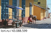 TRINIDAD, CUBA - APRIL 7, 2024: A man washes his horse on the streets of the picturesque city of Trinidad. Редакционное видео, видеограф Алексей Кузнецов / Фотобанк Лори