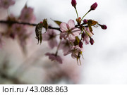 Цветок сакуры. Стоковое фото, фотограф Андрей Иванов / Фотобанк Лори