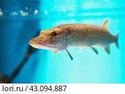 Northern pike Esox lucius in freshwater fish tank in city marine aquarium. Стоковое фото, фотограф Владимир Григорьев / Фотобанк Лори
