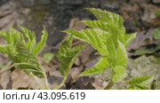 Южный Урал, побеги сныти обыкновенной (Aegopodium podagraria) в лесу весной. Southern Urals, shoots of ground elder (Aegopodium podagraria) in the forest in spring. Стоковое видео, видеограф Евгений Романов / Фотобанк Лори