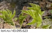 Южный Урал, побеги сныти обыкновенной (Aegopodium podagraria) в лесу весной. Southern Urals, shoots of ground elder (Aegopodium podagraria) in the forest in spring. Стоковое фото, фотограф Евгений Романов / Фотобанк Лори