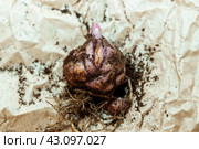 lily bulb with a new sprout. Стоковое фото, фотограф Ольга Сейфутдинова / Фотобанк Лори