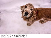 Маленький милый песик породы английский кокер-спаниель смотрит прямо в камеру, стоя в снегу/  Spaniel on the snow  looks right in your eyes. Стоковое фото, фотограф Iva Noel / Фотобанк Лори